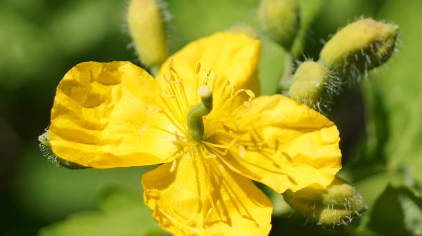 200 SIBERIAN WALLFLOWER SEEDS | SALE FREE SHIPPING NON GMO HEIRLOOM