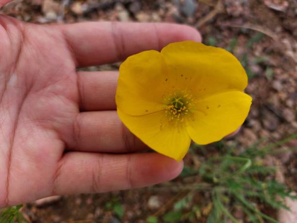 200 SIBERIAN WALLFLOWER SEEDS | SALE FREE SHIPPING NON GMO HEIRLOOM