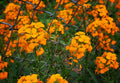 200 SIBERIAN WALLFLOWER SEEDS | SALE FREE SHIPPING NON GMO HEIRLOOM