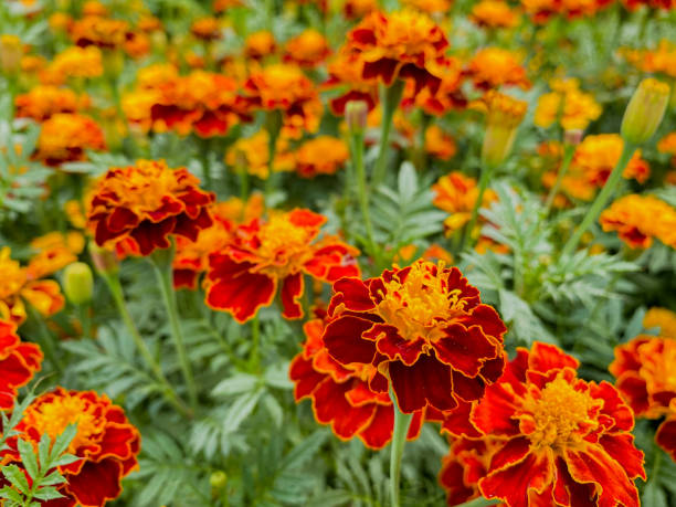 100 SPARKY FRENCH MARIGOLD SEED MIX | SALE FREE SHIPPING NON GMO BUTTERFLIES