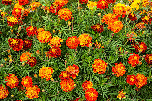100 SPARKY FRENCH MARIGOLD SEED MIX | SALE FREE SHIPPING NON GMO BUTTERFLIES