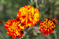 100 SPARKY FRENCH MARIGOLD SEED MIX | SALE FREE SHIPPING NON GMO BUTTERFLIES