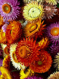 600 TALL STRAWFLOWER MIX | 2026 SALE FREE SHIPPING NON GMO