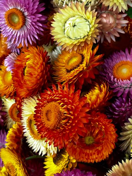 600 TALL STRAWFLOWER MIX | 2026 SALE FREE SHIPPING NON GMO