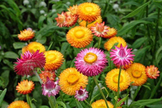 600 TALL STRAWFLOWER MIX | 2026 SALE FREE SHIPPING NON GMO