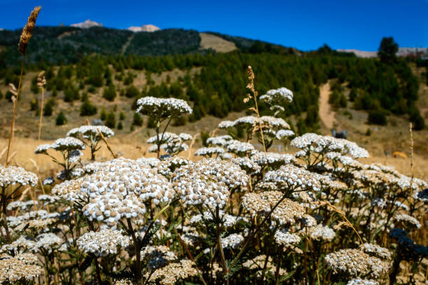 500 WESTERN YARROW SEEDS | 2026 SALE FREE SHIPPING NON GMO HEIRLOOM
