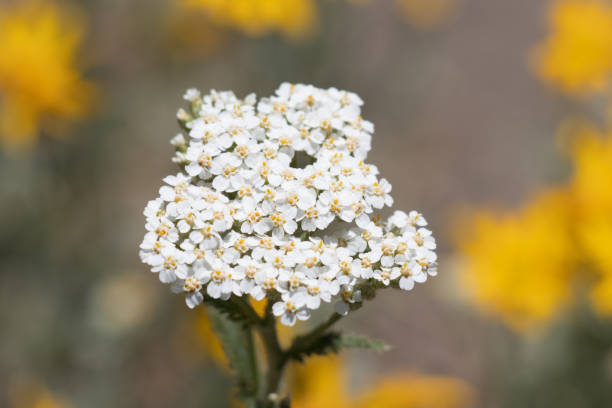 500 WESTERN YARROW SEEDS | 2026 SALE FREE SHIPPING NON GMO HEIRLOOM