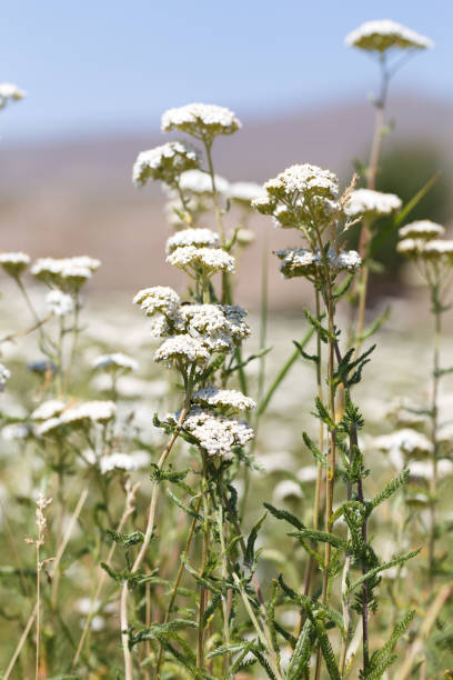 500 WESTERN YARROW SEEDS | 2026 SALE FREE SHIPPING NON GMO HEIRLOOM