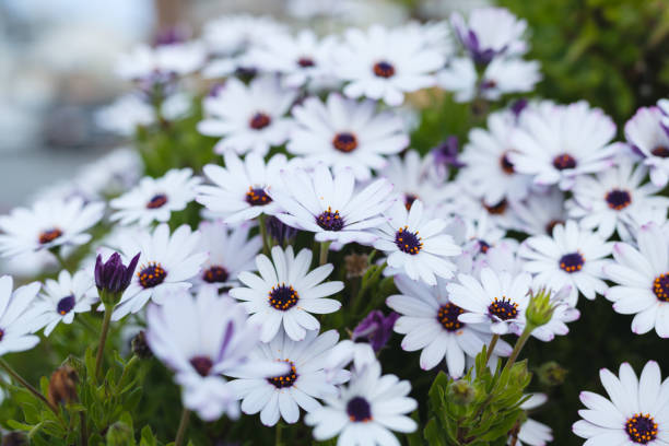 50 WHITE CAPE DAISY SEEDS | 2026 FREE SHIPPING NONGMO HEIRLOOM WHITE BLOOMS