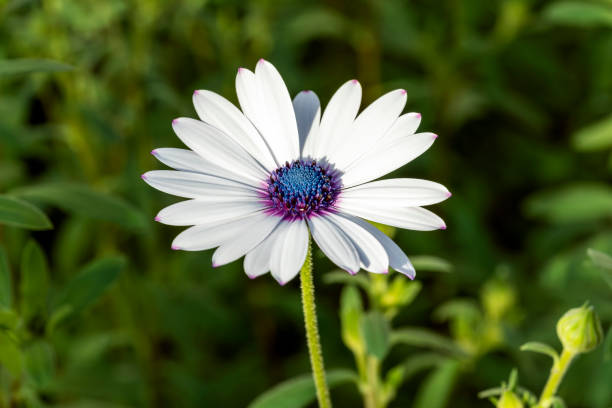 50 WHITE CAPE DAISY SEEDS | 2026 FREE SHIPPING NONGMO HEIRLOOM WHITE BLOOMS
