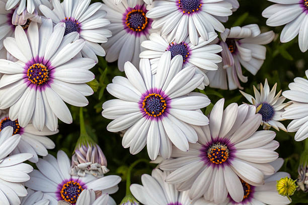 50 WHITE CAPE DAISY SEEDS | 2026 FREE SHIPPING NONGMO HEIRLOOM WHITE BLOOMS